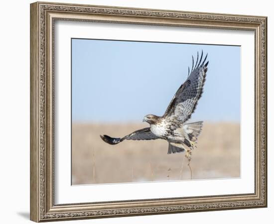 Hawk flying low, looking for a meal-Michael Scheufler-Framed Photographic Print