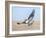 Hawk flying low, looking for a meal-Michael Scheufler-Framed Photographic Print