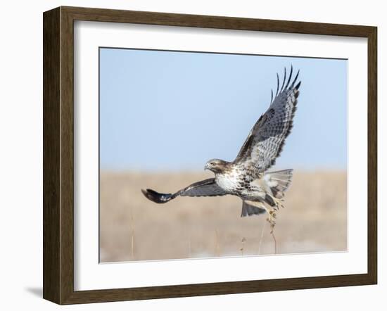 Hawk flying low, looking for a meal-Michael Scheufler-Framed Photographic Print
