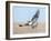 Hawk flying low, looking for a meal-Michael Scheufler-Framed Photographic Print