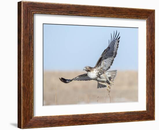 Hawk flying low, looking for a meal-Michael Scheufler-Framed Photographic Print