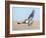 Hawk flying low, looking for a meal-Michael Scheufler-Framed Photographic Print