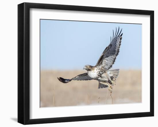 Hawk flying low, looking for a meal-Michael Scheufler-Framed Photographic Print