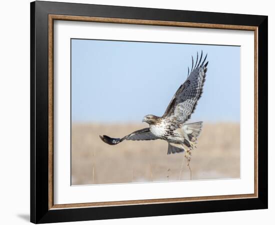 Hawk flying low, looking for a meal-Michael Scheufler-Framed Photographic Print