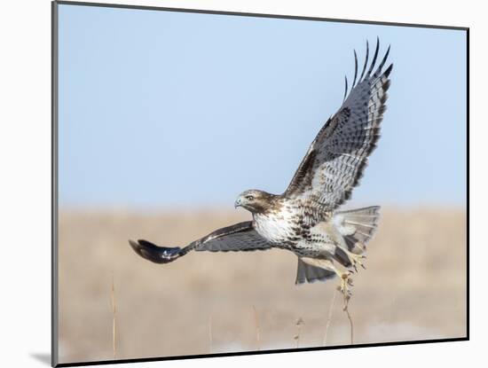 Hawk flying low, looking for a meal-Michael Scheufler-Mounted Photographic Print