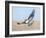 Hawk flying low, looking for a meal-Michael Scheufler-Framed Photographic Print