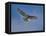 Hawk flying overhead-Michael Scheufler-Framed Premier Image Canvas
