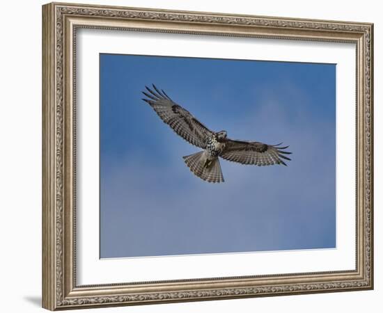 Hawk flying overhead-Michael Scheufler-Framed Photographic Print