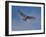 Hawk flying overhead-Michael Scheufler-Framed Photographic Print