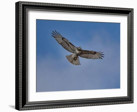 Hawk flying overhead-Michael Scheufler-Framed Photographic Print