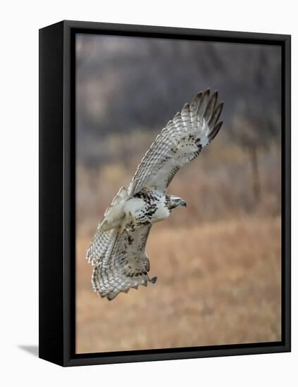 Hawk in flight-Michael Scheufler-Framed Premier Image Canvas
