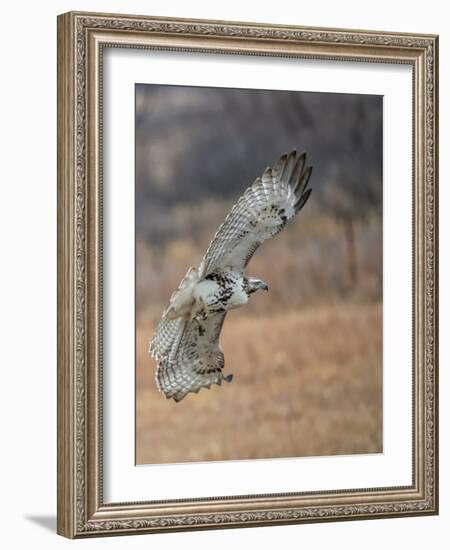 Hawk in flight-Michael Scheufler-Framed Photographic Print