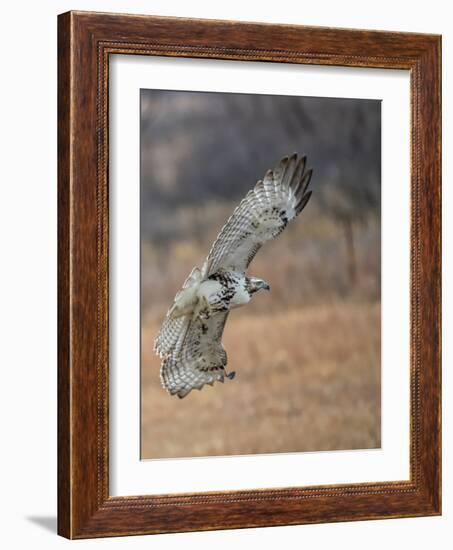 Hawk in flight-Michael Scheufler-Framed Photographic Print