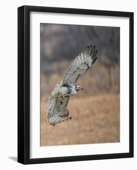 Hawk in flight-Michael Scheufler-Framed Photographic Print