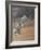 Hawk in flight-Michael Scheufler-Framed Photographic Print