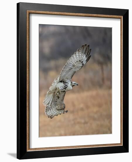 Hawk in flight-Michael Scheufler-Framed Photographic Print