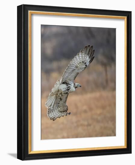 Hawk in flight-Michael Scheufler-Framed Photographic Print