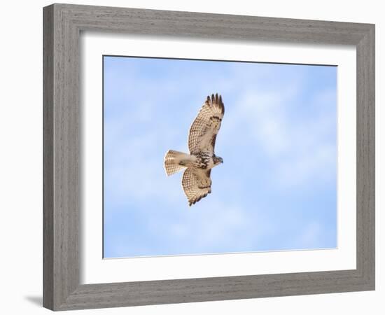 Hawk in flight-Michael Scheufler-Framed Photographic Print