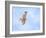 Hawk in flight-Michael Scheufler-Framed Photographic Print