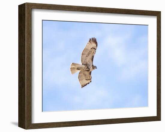 Hawk in flight-Michael Scheufler-Framed Photographic Print