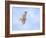 Hawk in flight-Michael Scheufler-Framed Photographic Print