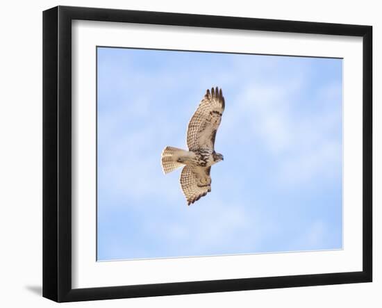 Hawk in flight-Michael Scheufler-Framed Photographic Print