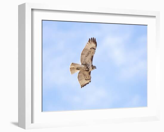 Hawk in flight-Michael Scheufler-Framed Photographic Print