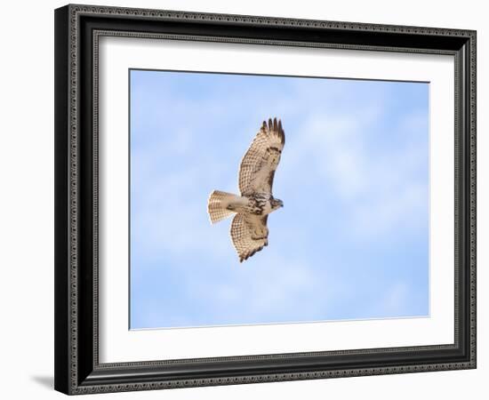 Hawk in flight-Michael Scheufler-Framed Photographic Print