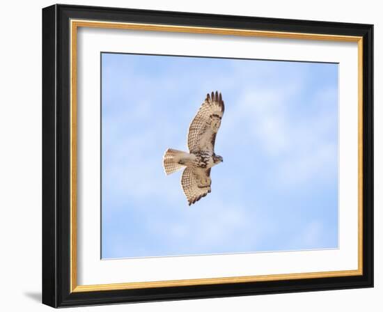 Hawk in flight-Michael Scheufler-Framed Photographic Print