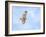 Hawk in flight-Michael Scheufler-Framed Photographic Print