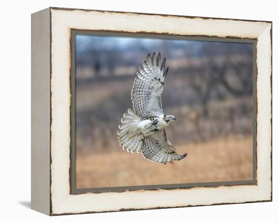 Hawk in flight-Michael Scheufler-Framed Premier Image Canvas