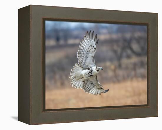 Hawk in flight-Michael Scheufler-Framed Premier Image Canvas