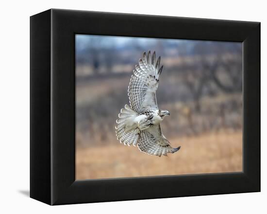 Hawk in flight-Michael Scheufler-Framed Premier Image Canvas