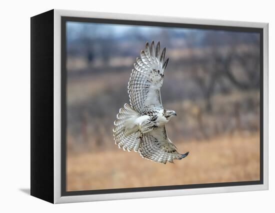 Hawk in flight-Michael Scheufler-Framed Premier Image Canvas