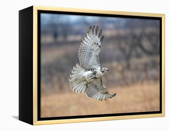 Hawk in flight-Michael Scheufler-Framed Premier Image Canvas