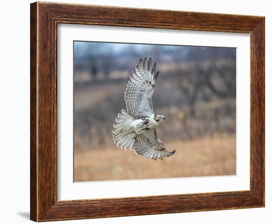 Hawk in flight-Michael Scheufler-Framed Photographic Print