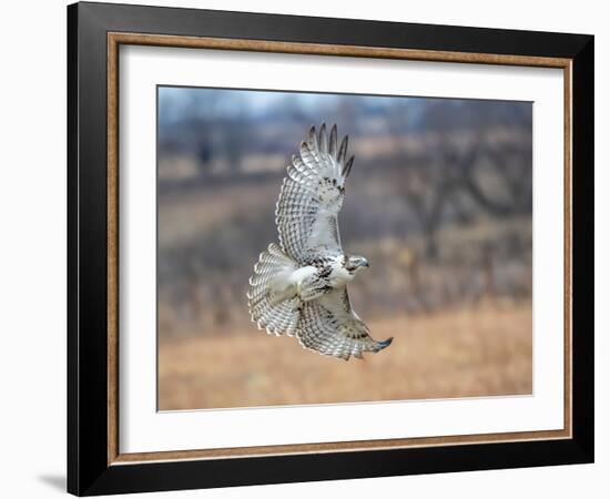 Hawk in flight-Michael Scheufler-Framed Photographic Print