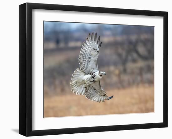 Hawk in flight-Michael Scheufler-Framed Photographic Print