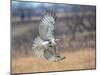 Hawk in flight-Michael Scheufler-Mounted Photographic Print