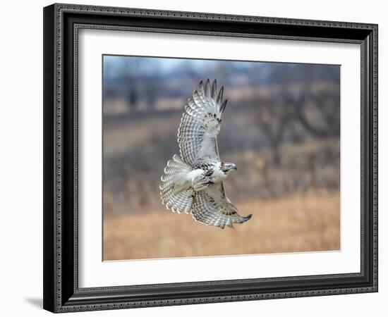 Hawk in flight-Michael Scheufler-Framed Photographic Print