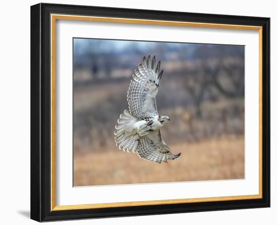 Hawk in flight-Michael Scheufler-Framed Photographic Print