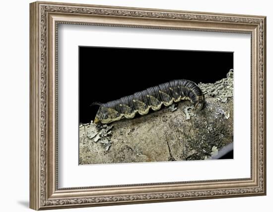 Hawk-Moth Caterpillar-Paul Starosta-Framed Photographic Print
