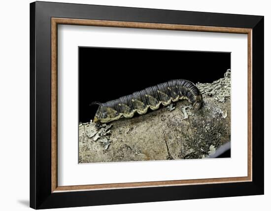 Hawk-Moth Caterpillar-Paul Starosta-Framed Photographic Print