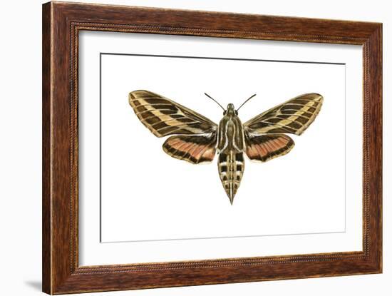 Hawk Moth (Celerio Lineata), Sphinx Moth, Insects-Encyclopaedia Britannica-Framed Art Print