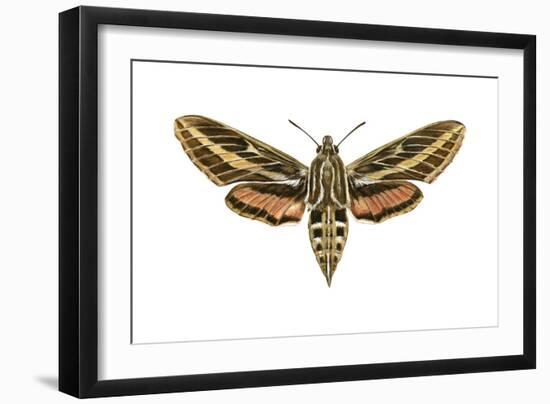 Hawk Moth (Celerio Lineata), Sphinx Moth, Insects-Encyclopaedia Britannica-Framed Art Print