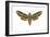 Hawk Moth (Celerio Lineata), Sphinx Moth, Insects-Encyclopaedia Britannica-Framed Art Print