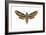 Hawk Moth (Celerio Lineata), Sphinx Moth, Insects-Encyclopaedia Britannica-Framed Art Print