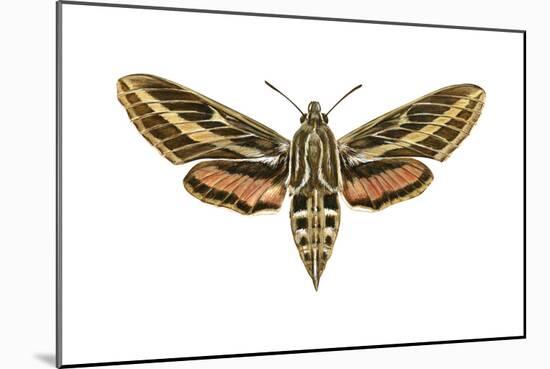 Hawk Moth (Celerio Lineata), Sphinx Moth, Insects-Encyclopaedia Britannica-Mounted Art Print