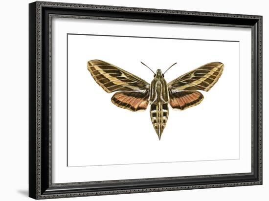 Hawk Moth (Celerio Lineata), Sphinx Moth, Insects-Encyclopaedia Britannica-Framed Art Print
