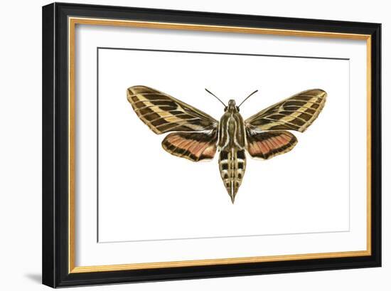 Hawk Moth (Celerio Lineata), Sphinx Moth, Insects-Encyclopaedia Britannica-Framed Art Print